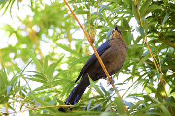 Great Tailed Grackle
