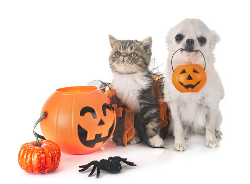 Puppy, Kitten And Hallowen