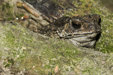 Toad frog . hide out
