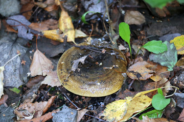 fungus grebe on earth
