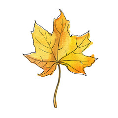 Yellow marple leaf isolated on white background. Hand drawn watercolor and ink illustration.