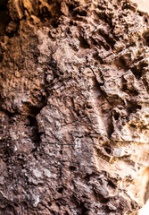 Old painted red wooden background. Stump rustic texture.