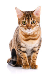 Pets, animals and cats concept - Bengal cat