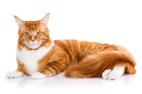 Animal, cat, pet concept - mainecoon on a white background