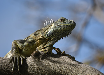 Iguana