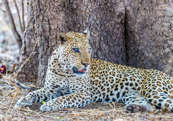 Old male African leopard (Panthera pardus) resting at the base of a tree, South Luangwa, Zambia