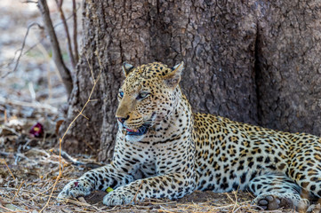 Old male African leopard (Panthera pardus) resting at the base of a tree, South Luangwa, Zambia