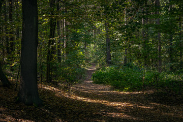 zwischen Licht und Schatten - between light and shadow