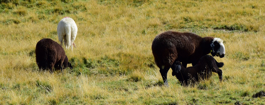 Tiroler Bergschafe auf einer Alm in S&uuml;dtirol