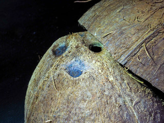 A shell of dried coconut on a dark background