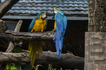 Macaw fighting