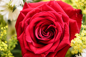 Rose from Rosarito Mexico