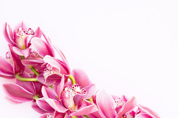 Spa and wellness setting with orchid flower, oil on wooden white background closeup top view