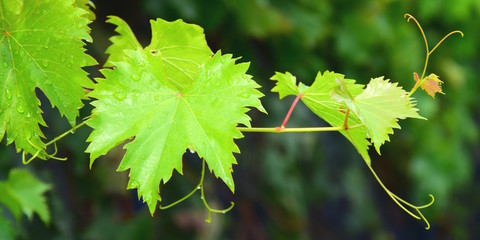 Banner, Weinrebenblätter mit Regentropfen