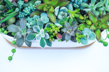 Composition green and blue succulents ceramic pot.