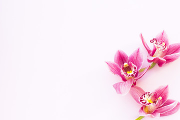 Spa and wellness setting with orchid flower, oil on wooden white background closeup top view