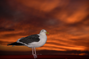 Sunset Seagull