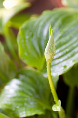 close up of  hosta plant with bud after summer rain, vertical