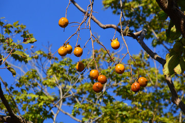 秋の青空を背景に野生の小さな柿の実が沢山ぶら下っている風景