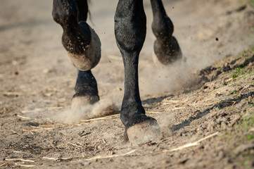 Horse hooves in paddock