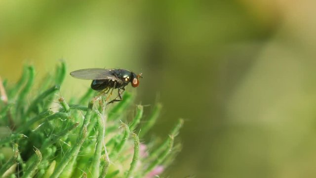 Small shiny fly sits on a wild clover. Macro shot.