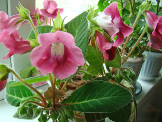 Pink gloxinia on the window