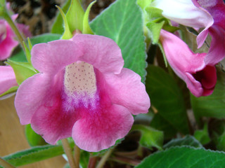 Pink gloxinia close up