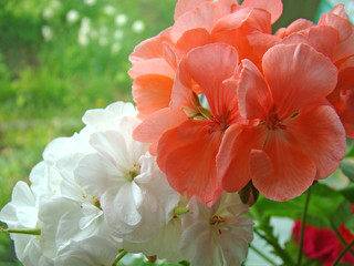 White and orange geranium close up