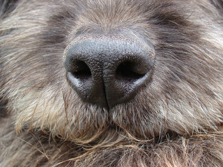  Close up dog nose