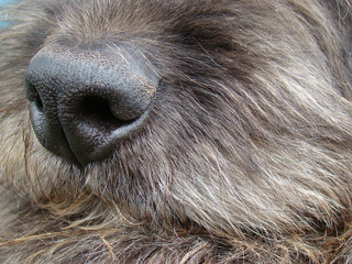 Close up dog nose