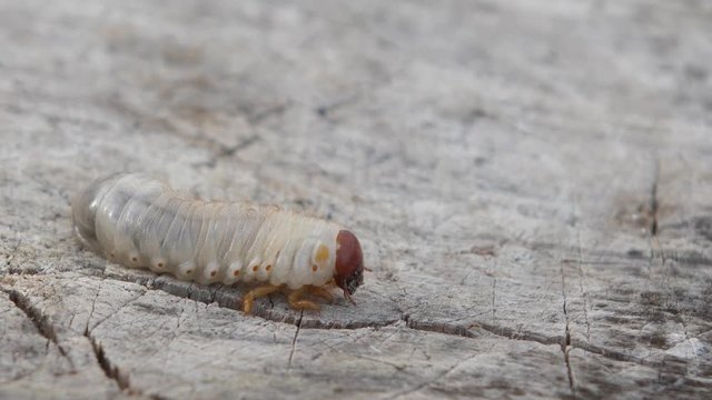 Larva of Scapteriscus The parasite that spoils root crops creeps away Mole crickets