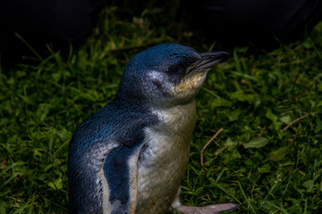Little penguin in wildlife