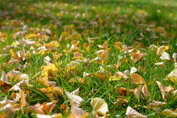 Fallen dry leaves on the green grass. Withering of nature. The arrival of autumn.