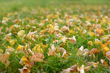 Fallen dry leaves on the green grass. Withering of nature. The arrival of autumn.