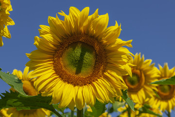 Big bright yellow sunflower in sunflower field blue sky.