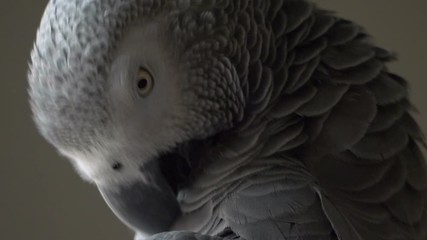 African grey parrot