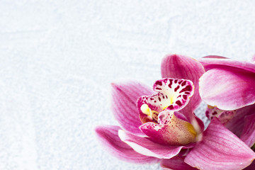Fototapeta na wymiar Spa and wellness setting with orchid flower, oil on wooden white background closeup top view