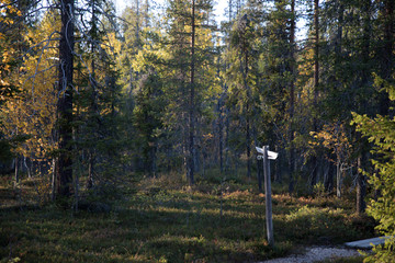 北欧ハイキング