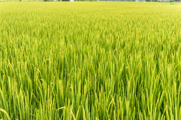 Paddy field in Taiwan