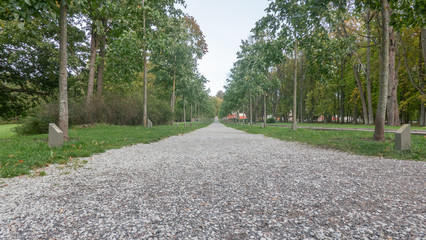 Road in forest