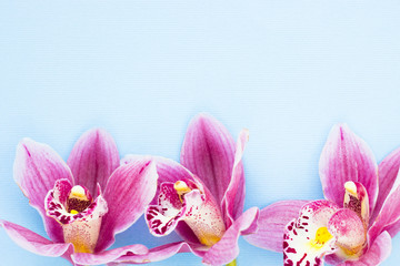 Spa and wellness setting with orchid flower, oil on wooden blue background closeup top view