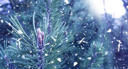Winter snow background. Spruce in the snow.