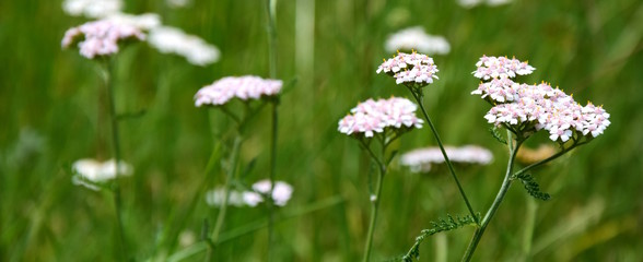 Banner, Gebirgsschafgarbe
