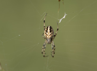 spider on web