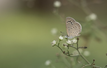 butterfly on flower