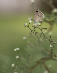 Pale Grass Blue (Pseudozizeeria maha) 