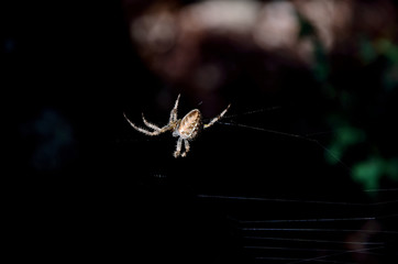 Spider in the wood