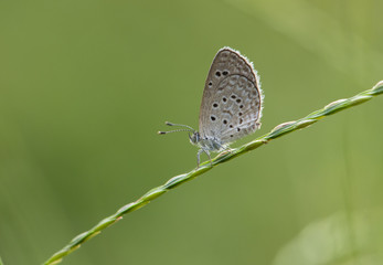 Pale Grass Blue (Pseudozizeeria maha)