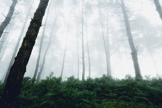Fototapeta Fog and trees forest in the morning man in forest