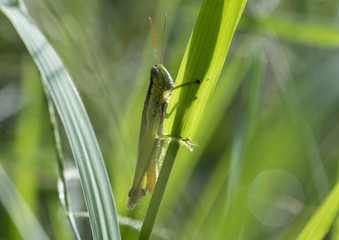 Cricket in the grass
